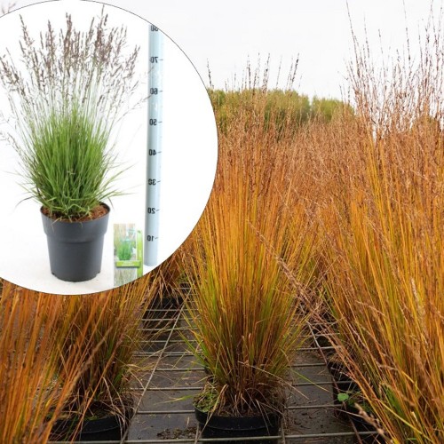 Molinia arundinacea 'Heidezwerg' - Roog-sinihelmikas 'Heidezwerg' P9/0,55L    